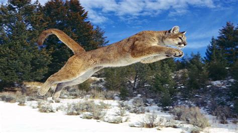 Mountain Lion Roar Sounds !!! - YouTube