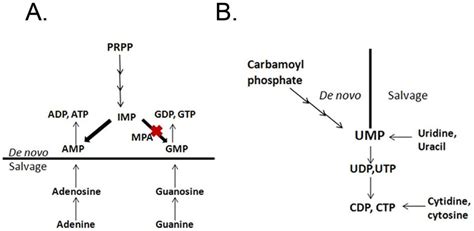 Schematic diagram of de novo and salvage pathways of purine and... | Download Scientific Diagram