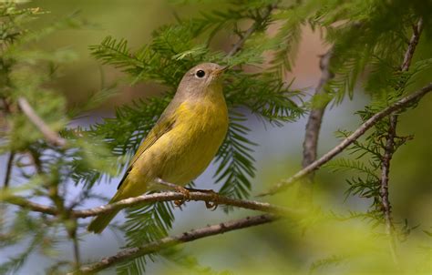 Nashville Warbler | Audubon Field Guide