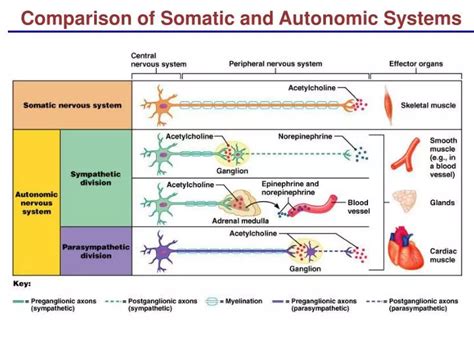 PPT - Comparison of Somatic and Autonomic Systems PowerPoint ...