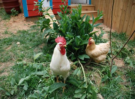 5 Reasons to Plant a Chicken Garden and What to Grow