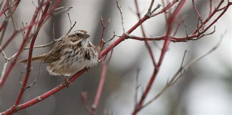 song sparrow | Cool Facts 1. Like many other songbirds, the … | Flickr