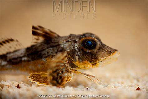 Tub Gurnard stock photo - Minden Pictures