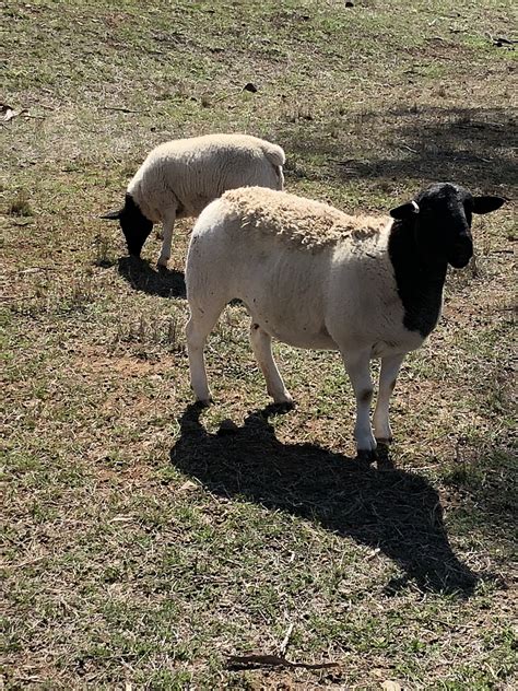 Sheep For Sale - Dorper Sheep Society Australia