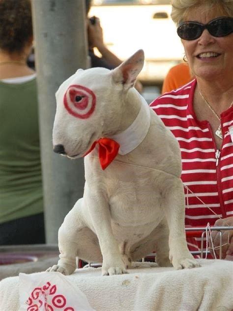 Halloween Target Dog Bull Terrier Costume | Terriër, Dieren