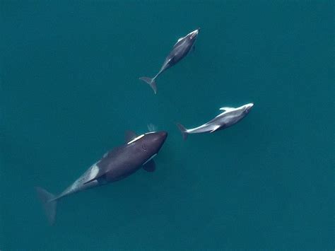 Bottlenose Dolphin Eating