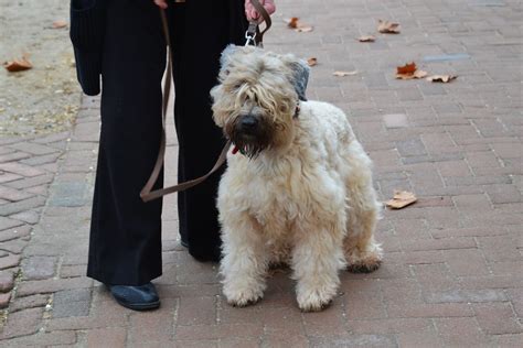 Briard | I think this is a Briard. I had never seen one othe… | Flickr