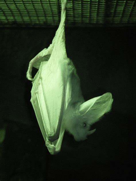 File:Ghost bat infrared Perth zoo.jpg - Wikimedia Commons