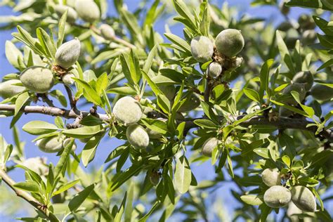 Dwarf Fruit Trees You Can Grow in Any Yard