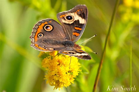 Common Buckeye Butterfly | Beauty on the Wing