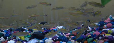 Freshwater Fish For Sale: Glowlight Danio - Danio choprai