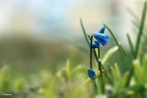 Siberian squill - Flowers wallpapers: 2048x1365