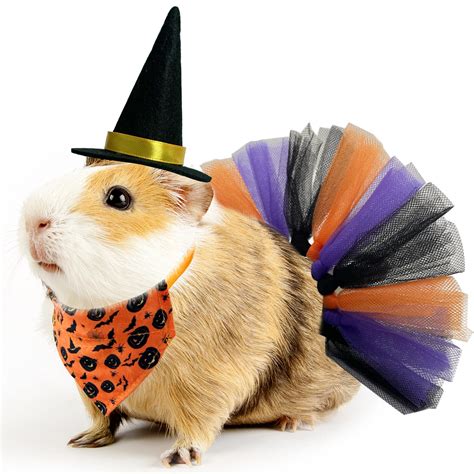 Animals In Cute Costumes