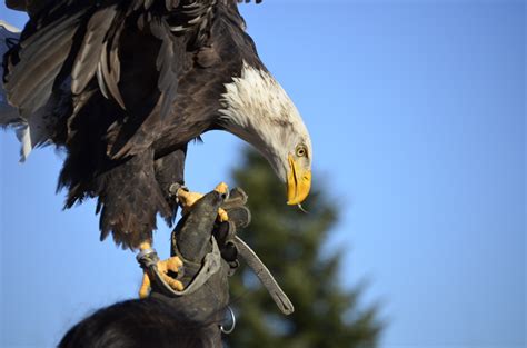 Free Images : nature, wing, fly, wildlife, beak, feather, fauna, raptor ...