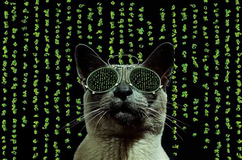 Cat in Matrix style, sunglasses, green, black, funny, cat, matrix ...