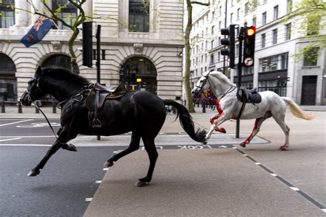 Household Cavalry horses who ran through streets of London should miss Trooping the Colour ...