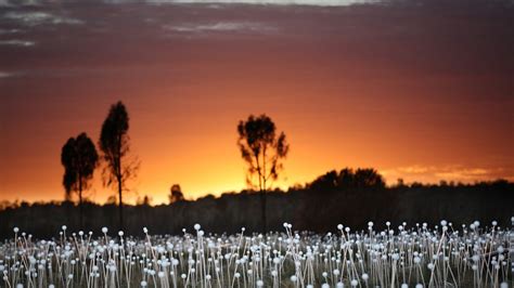 Uluru's Field of Light (photos) | CNN