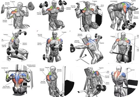 The 10 Best Shoulder Building Exercises for Bodybuilding Beginners ~ multiple fitness