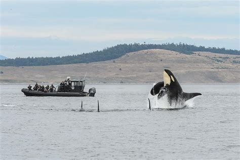 Summer Whale Watching on Vancouver Island (Mar 2024)