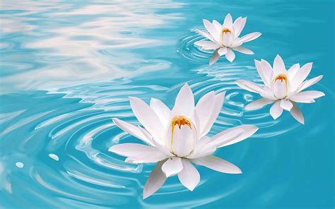 Lotus Wallpapers | Best Wallpapers