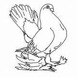 Pigeon Coloring Pages sketch template