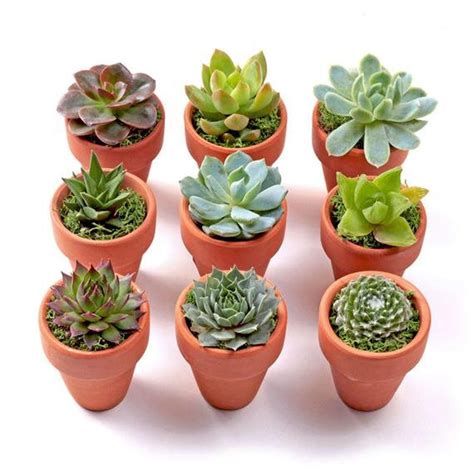 Mini Succulent Planted Pots | Etsy | Mini succulent plants, Succulents ...