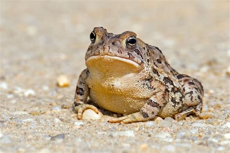 What Do Toads Eat? – Interesting Animal Facts