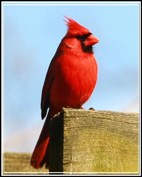 Cardinal, state bird of Ohio. Photo courtesy of Kip Berger. | State ...