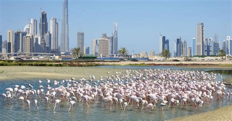 Ras Al Khor Wildlife Sanctuary - A Birdwatchers Paradise