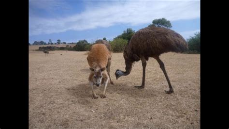 Emus and Kangaroos - YouTube