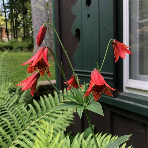 Lillium grayi. Gray’s Lily. Native to the southern Appalachian ...