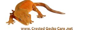 Crested Gecko Health