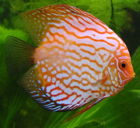 File:Discus fish.jpg - Wikipedia