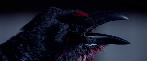 10+ Best Bird Horror Movies – Creepy Catalog