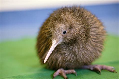 This New Zealand hatchery is livestreaming the birth of a chick - Lonely Planet