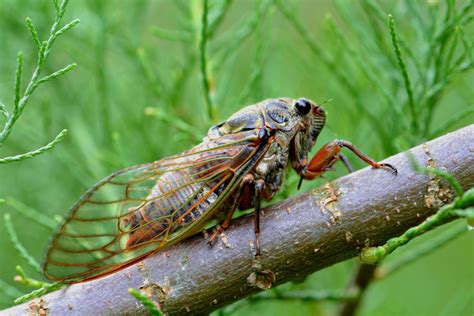 What is this cricket-looking bug making a screaming sound? (No pics) : r/houston