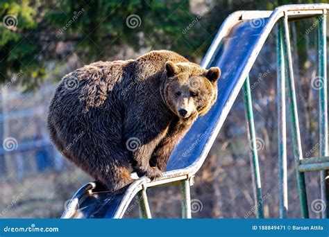 Beautiful Brown Bear in the Zoo Stock Image - Image of dangerous, rock ...