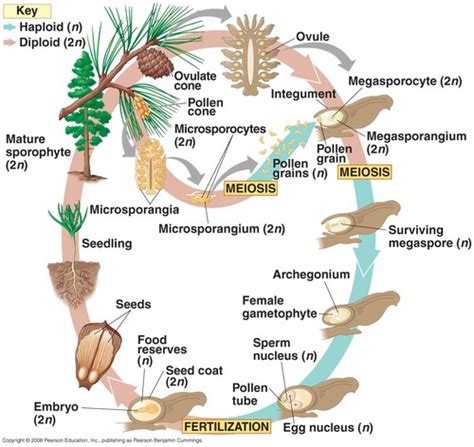 Phylum Coniferophyta Life Cycle