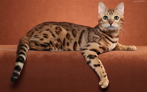 Ocicat - Wild Looks, Great Personality - Cat Concerns