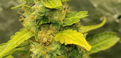 Bud rot? | THCFarmer - Cannabis Cultivation Network