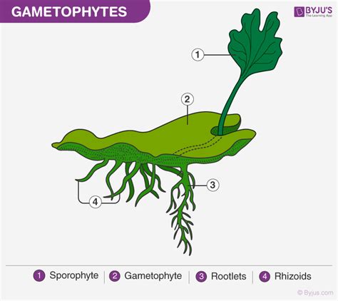 What is Gametophyte? - Male Gametophyte, Female Gametophyte, Examples