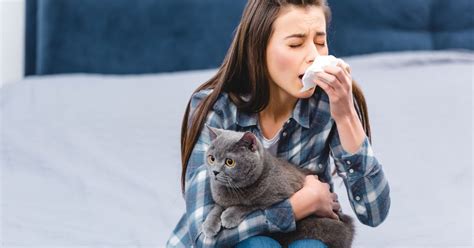 Here's What You Need to Do to Combat Cat Allergies - Critter Culture