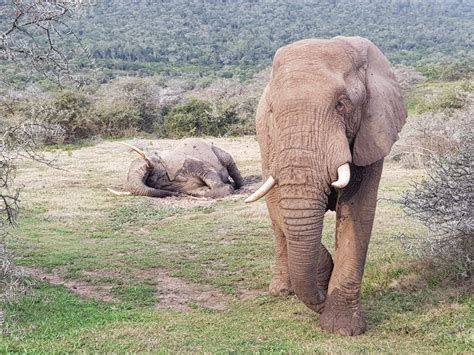 Interesting Elephant Sleeping Habits | Kariega Game Reserve