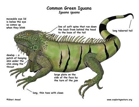 iguana_diagram_color | Iguana, Green iguana, Iguana pet