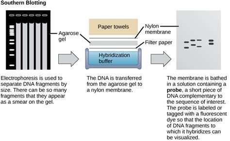 How Does Southern Blotting Work - Pediaa.Com