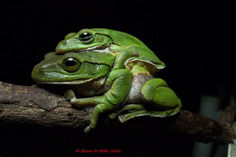 Okinawa green tree frog – Ryukyu Islands | Okinawa Nature Photography