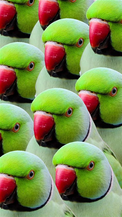 Green Parrot Images Hd Wallpaper - Infoupdate.org