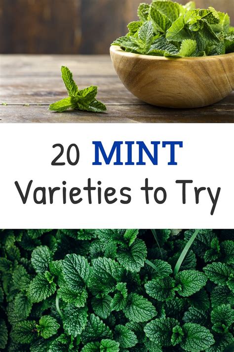 Types of mint 19 best varieties to grow in your garden containers – Artofit