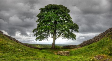 Sycamore Gap | Hadrians Wall, Northumberland | Nigel Monks | Flickr