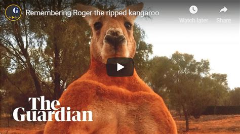 Roger The Boxing Kangaroo Passes Away | udopt.co.uk